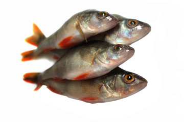 Bunch of fishes