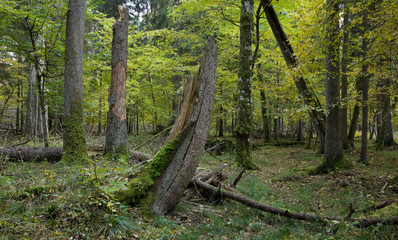 Mixed stand with spruce tree broken