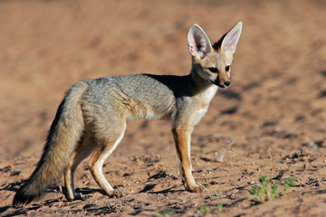 Naklejka na ściany i meble Cape fox (połączenia vulpes), Pustynia Kalahari, Republika Południowej Afryki