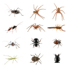 Insects, spiders and scorpion collection on white