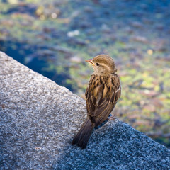 Sparrow at water