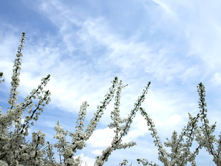 Blossoming cherry tree