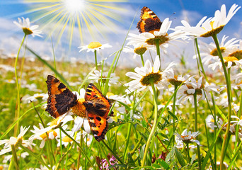 Butterflies on  meadow