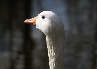 White Goose