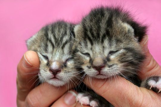 Osterk&auml;tzchen : H&auml;nde halten zwei 10 Tage alte Katzenwelpen