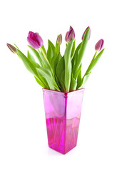Dutch tulips in pink vase over white background