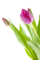 Pink tulips in closeup over white background
