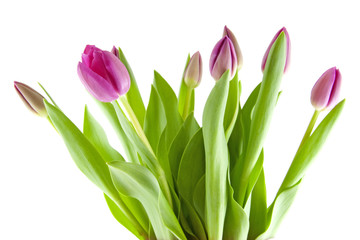 Bouquet of pink tulips in closeup over white background