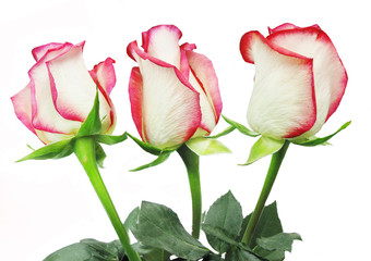 white and red rose bouquet