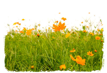 Forest of orange flowerss isolated on white