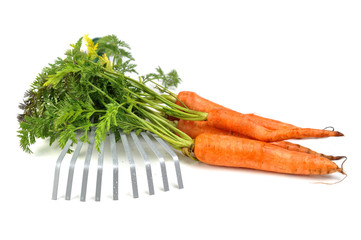 carrot and gardening tools