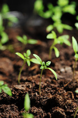 sprout of tomato