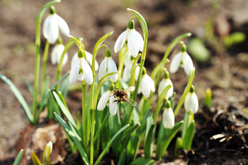 snowdrop flowers