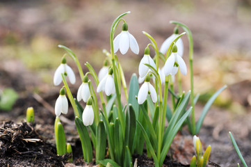 snowdrop flowers