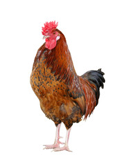 Gold Lace Wyandotte Cross rooster, isolated on white