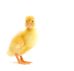 duckling