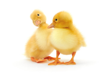 two ducklings