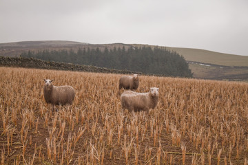 Fototapeta premium Sheep in a field