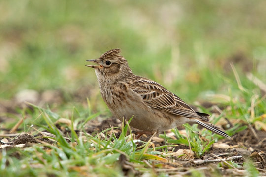 Feldlerche, Eurasian sky lark