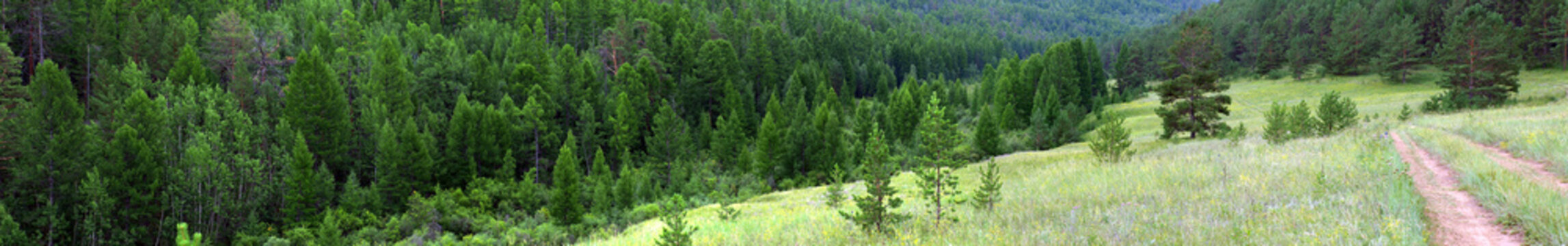 Taiga