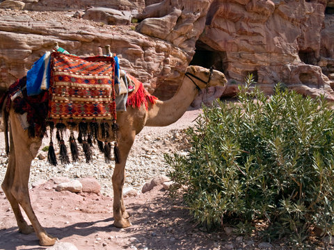Camel in Petra, Jordan