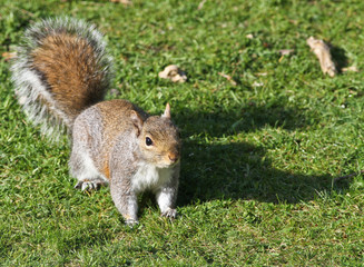 Obraz premium Grey Squirrel (Sciurus carolinensis)