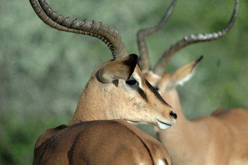 Schwarznasenimpala