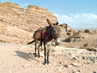 Donkey - Petra,Jordan