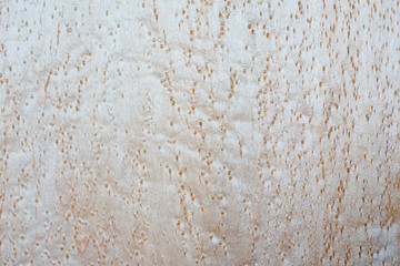 Birdseye Maple