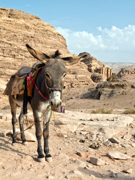 Donkey - Petra,Jordan