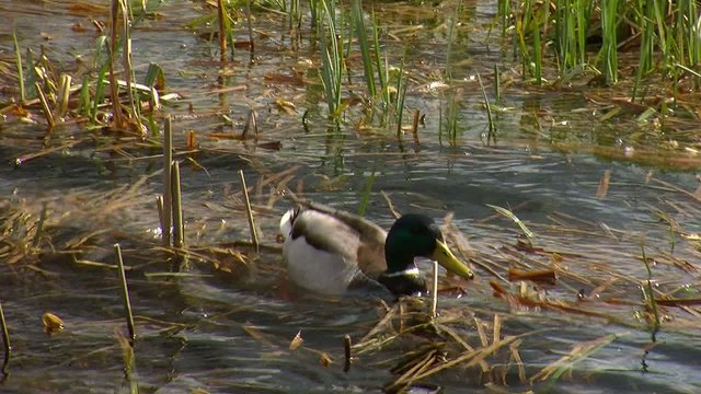 pato entre agua y ca&ntilde;as