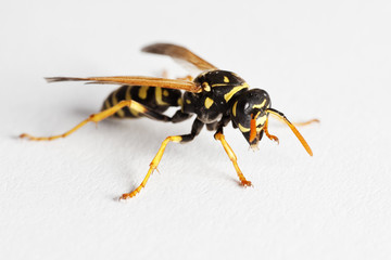 Wasp (Dolichovespula Vulgaris)