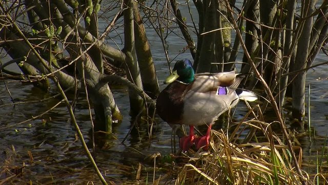 pato equilibrista