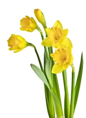 Crédence de cuisine en verre imprimé Narcisse Spring yellow daffodils