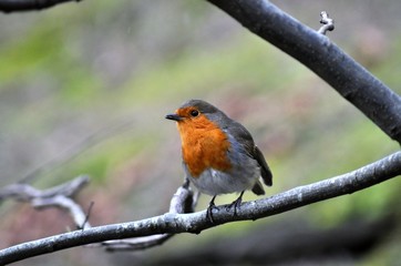 Robin Redbreast