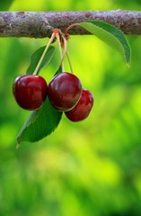 Cherries Hanging from a Tree