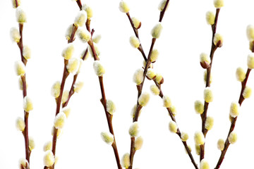 Spring pussy willows © Elenathewise