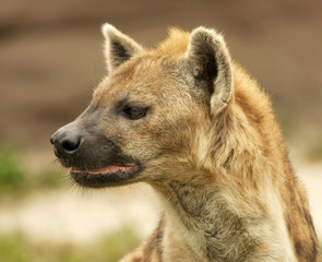 Obraz premium Fierce Hyena