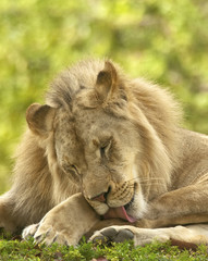 Lion Grooming
