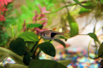 aquarium fish - Rasbora heteromorpha Duncker