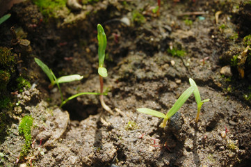 seedlings