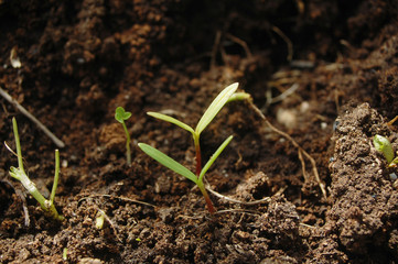 young plants