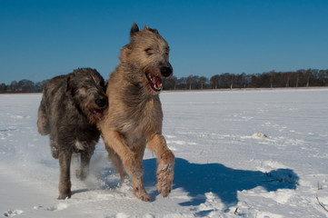Naklejka premium Irish Wolfhound im Schnee