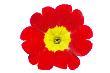 Fototapeta premium red flower
