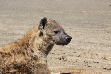spotted hyena