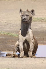 Tuinposter spotted hyena © martinj