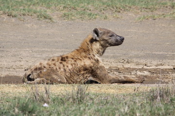 spotted hyena