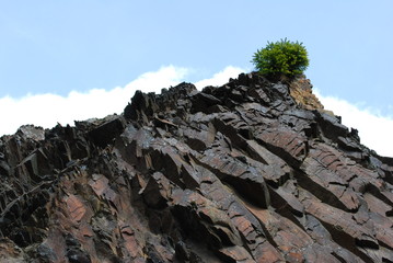 Schiefer mit Baum