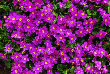 purple flowers