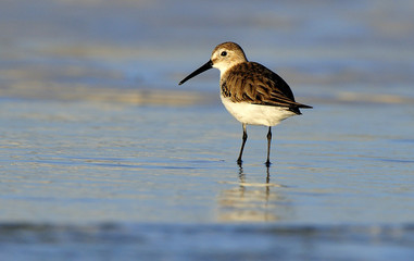 Sanderling on Omani beach